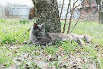 Naklejka na ściany i meble A pet Maine Coon cat of gray graphite color climbs and walks among the dry branches of trees in the garden. The season of spring and harvesting in the garden.
