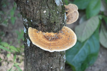 Tinder Bracket Fungus or Hoof Fungus or Tinder Polypore or Hoorse's Hoof on Fallen Tree Trunk in the Woods in Autumn