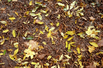 Various fallen leaves on ground.