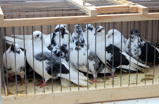 Exhibition of purebred pigeons in the open air