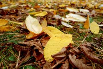 Close-up of various fallen leaves on ground.