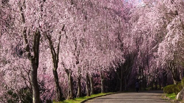 桜花見をする夫婦  しだれ桜  広島県世羅甲山ふれあいの里  4K