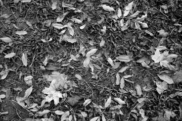 Various fallen leaves on ground. Black and white