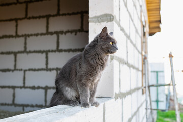 A pet Maine Coon cat of gray graphite color climbs and walks among the dry branches of trees in the garden. The season of spring and harvesting in the garden.