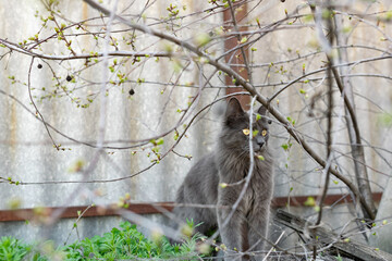 A pet Maine Coon cat of gray graphite color climbs and walks among the dry branches of trees in the garden. The season of spring and harvesting in the garden.