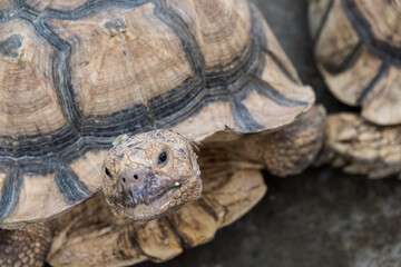 A tortoise sanctuary located in the heart of Singapore.