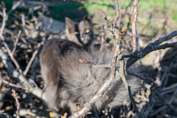 A pet Maine Coon cat of gray graphite color climbs and walks among the dry branches of trees in the garden. The season of spring and harvesting in the garden.