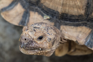 Obraz premium A tortoise sanctuary located in the heart of Singapore.