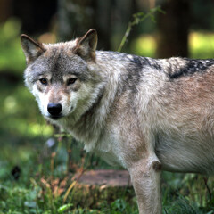 European Wolf (Canis lupus) Loup d'Europe