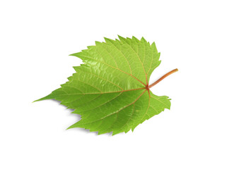 Obraz premium Fresh green leaf isolated on white. Grape plant