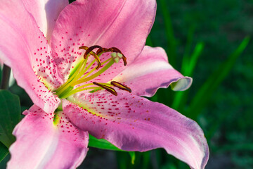 Fototapeta na wymiar Pink Lily flower on green background. Summer flower