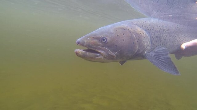 A huge Taimen Trout being released and swimming off back into a river, Mongolia
