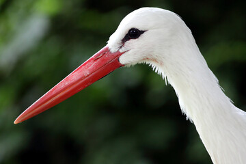 White stork (Ciconia ciconia) Cigogne blanche