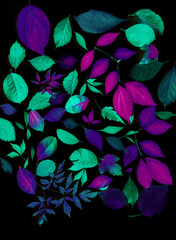 Autumn leaves from different trees on a black background.