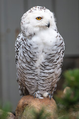 Snow Owl (Schnee-Eule (Bubo scandiacus, Bubo scandiaca, Nyctea scandiaca, Schneeeule)