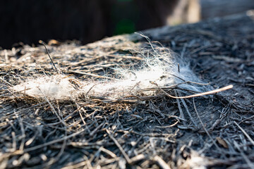 Light gray fibers from animal hair or white down, caught on small wooden debris on the street in the open air