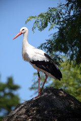 White stork (Ciconia ciconia) Cigogne blanche