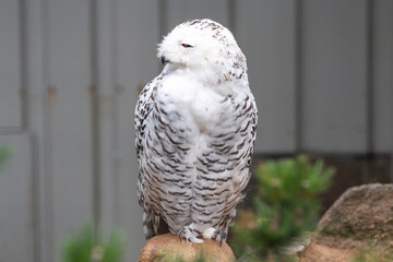 Snow Owl (Schnee-Eule (Bubo scandiacus, Bubo scandiaca, Nyctea scandiaca, Schneeeule)