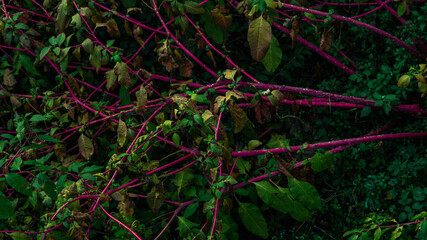Pianta rampicante con radici  fucsia.