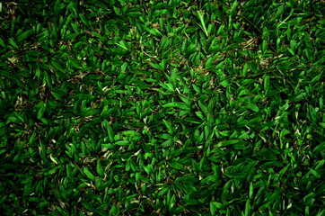 Green grass background vignette  texture or background Ideal for use in the design 