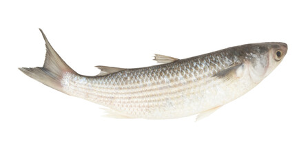 Grey mullet fish or flathead mullet isolated on white background
