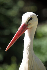 White stork (Ciconia ciconia) Cigogne blanche