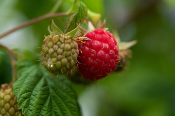 Organic raspberries close up