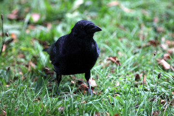 Carrion crow (Corvus corone) Corneille noire