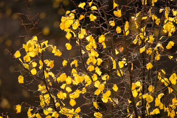 Bright yellow autumn leaves on a tree