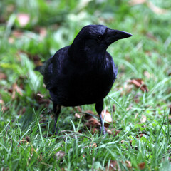 Carrion crow (Corvus corone) Corneille noire