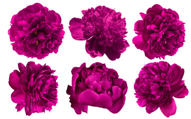 Set of beautiful burgundy purple peony flowers blossom isolated on white background. Soft pastel toned. Floral springtime. Copy space