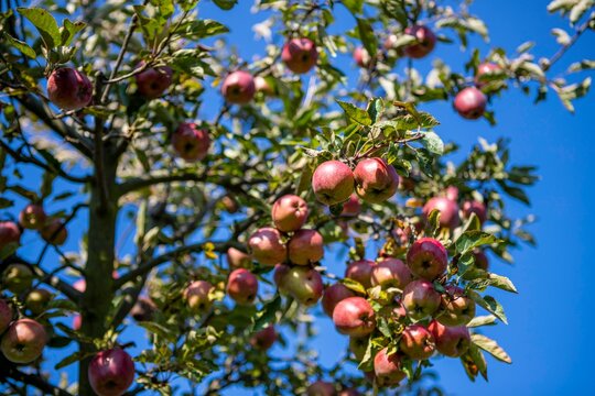 Organic apples hanging on branch of apple tree