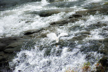 A beautiful white bird flying over waterfalls caused by dam water release