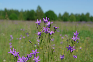 A close up of wild spreading bellflowers (Campanula patula) in the field on a sunny day, natural blurred background