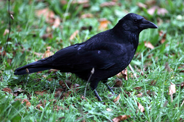 Carrion crow (Corvus corone) Corneille noire