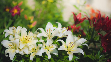Obraz premium Flower of white lily in the garden