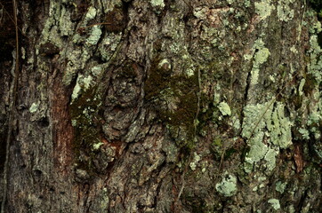 Embossed texture of the bark of oak. old rough wood pattern.