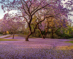 Jacarandas in Bloom in Parkland with Afternoon Light