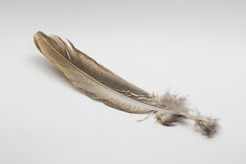 Bussard Feder