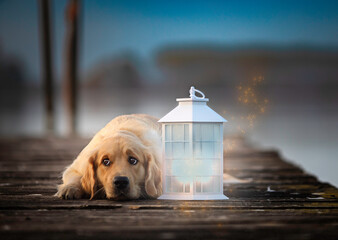 Cane Golden Retriever sul molo vicino ad una lanterna magica