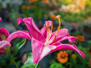 Obraz premium Flowers of pink lily in the garden