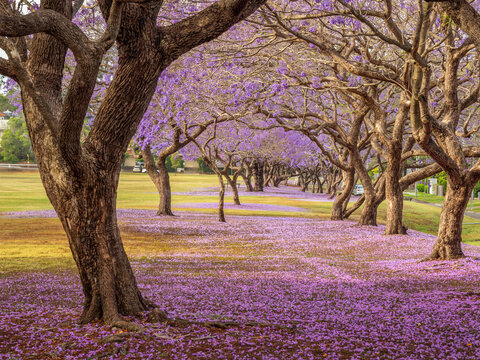 Jacarandas in Bloom in Parkland with Afternoon Light