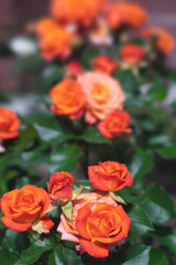 Orange rose flower on a green blur background.