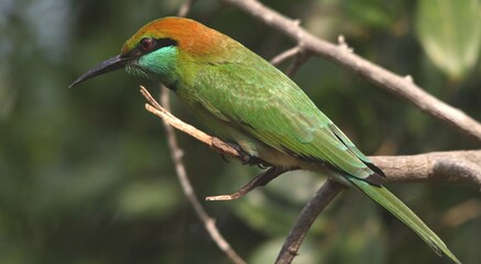 Side View of Bird (Bee Eater) with Rain Forest