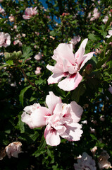 pink hibiscus flowers blooming tree in summer. Floral