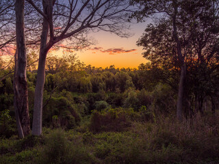 Fototapeta na wymiar Sunset Clouds Framed by Trees