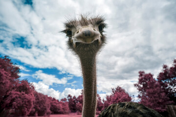 the ostrich looks at you curiously - obrazy, fototapety, plakaty
