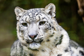Fototapeta na wymiar Portrait of a resting female Snow leopard, Panthera uncia