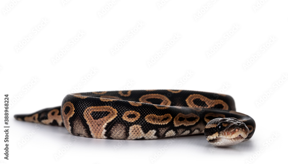 Aufkleber baby female ballpython aka python regius moving towards lens, isolated on white background.