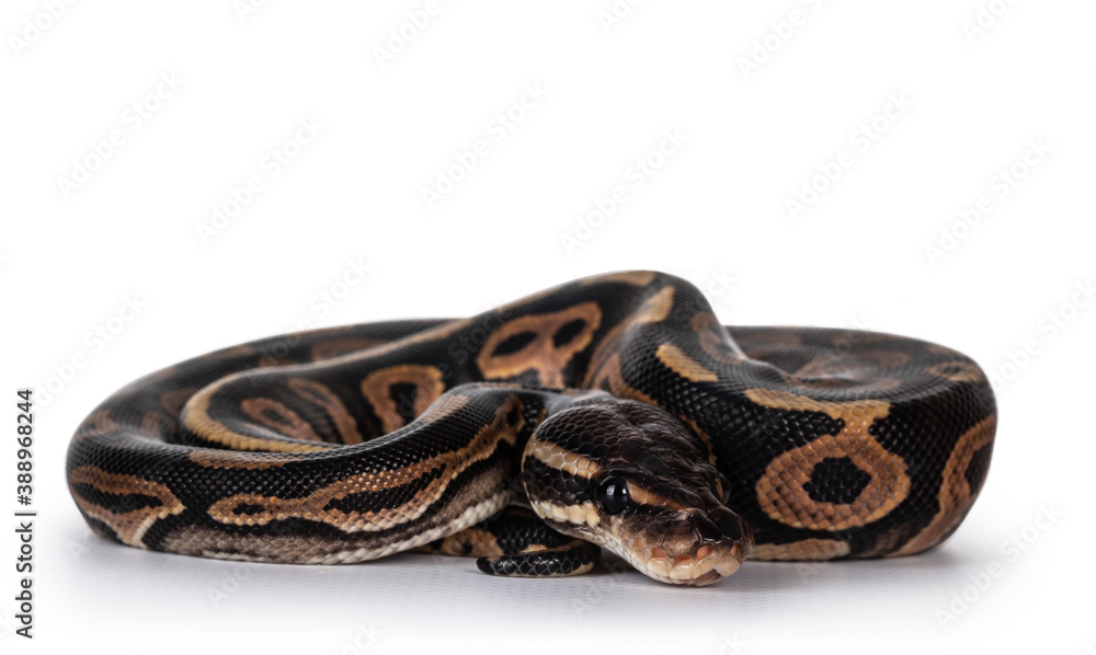 Aufkleber baby female ballpython aka python regius curled up for hiding, isolated on white background.